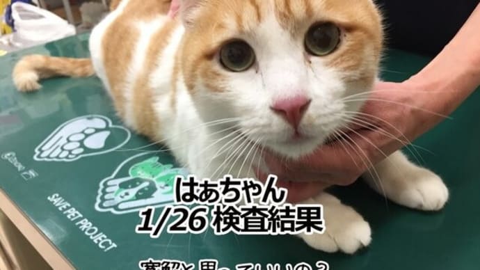 【FIP発症1匹目】1/26 はぁちゃん寛解なるか!?