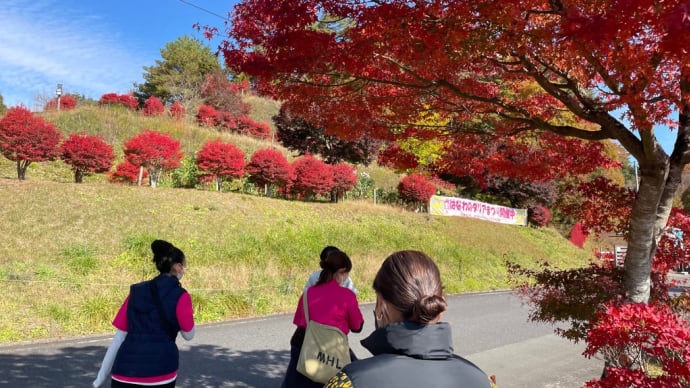 廃棄ダリアを求めて