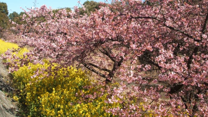 市川野鳥の楽園の河津桜（2023年）