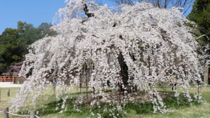 京都妖怪探訪（１７５）：２０１２年霊場魔所の桜・上賀茂神社のしだれ桜