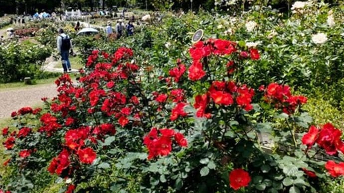靭公園の薔薇
