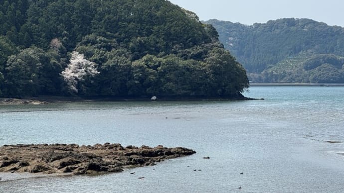 海の桜 芦北町女島