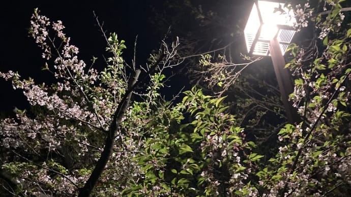 夜葉桜おふみ