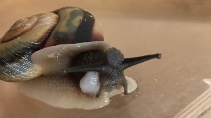 オトナ行動のかたつむり