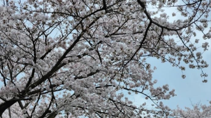 味スタの横の桜並木をみるはずが。