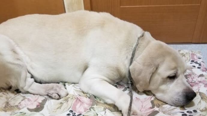 シャンプーを拒否る犬