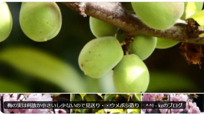 梅の実は何故か小さいし少ないので見送り・・ウメボシ造り ^^!
