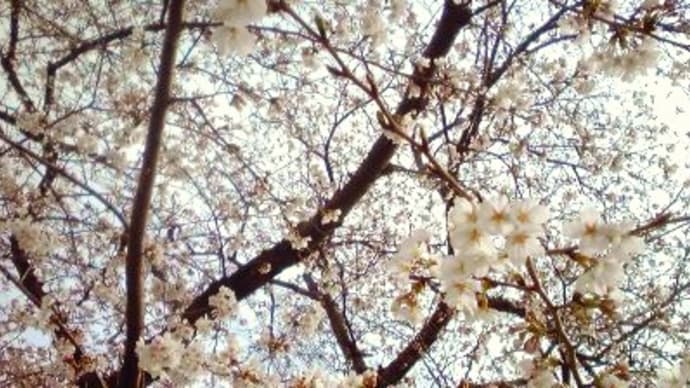 パチリ!!しました。店の近くの桜は３分咲きぐらいです。