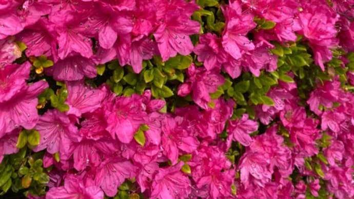 花 花 花