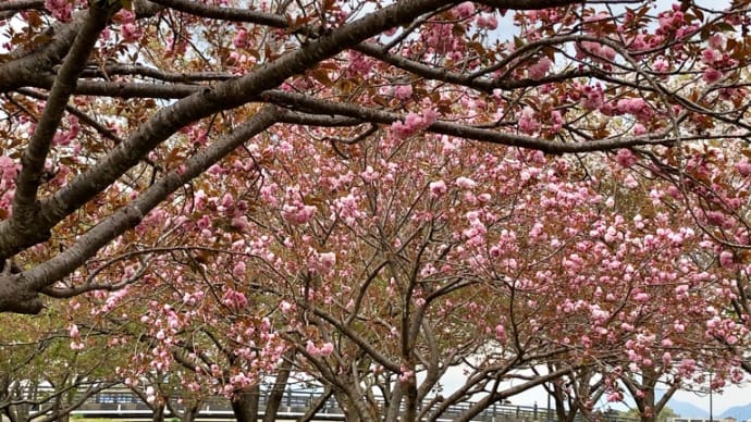 桜　桜