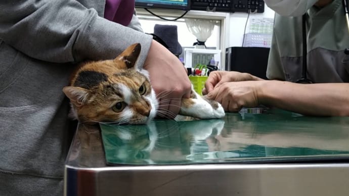 つぶあん、希望の光が見えてきた