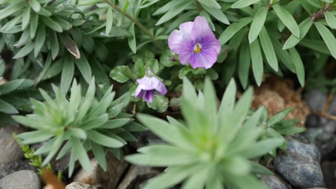 時々雨の庭から春の花