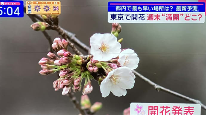 開花宣言でました🌸