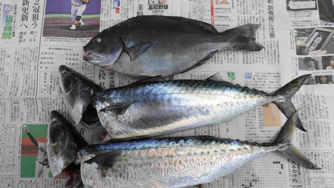 鯖狙いで夜釣り