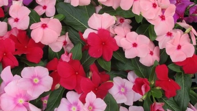 日々草苗・ベコニア苗・ペンタス苗を入荷致しました。(花壇植え用)
