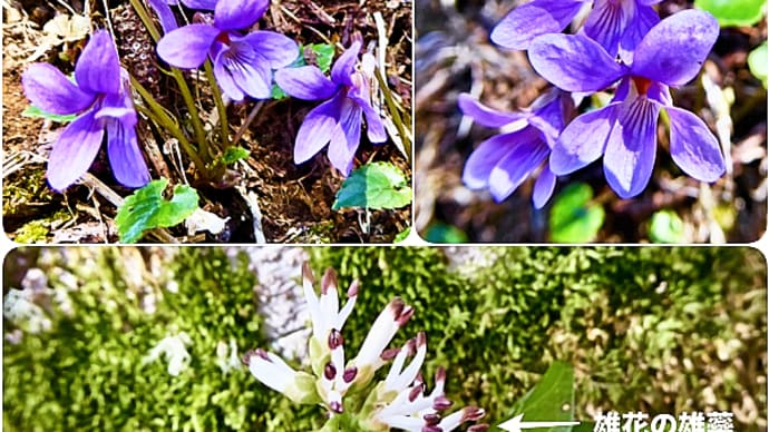 北海道釧路市近郊の山地では今、ミヤマスミレとフッキソウが花盛りです