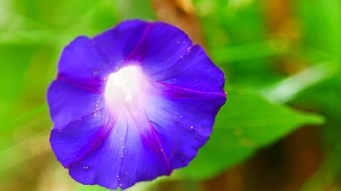 5月末の庭~アサガオ開花♪