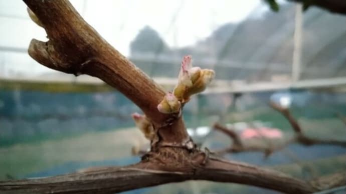 去年よりすこし遅れて出葉し始めました。