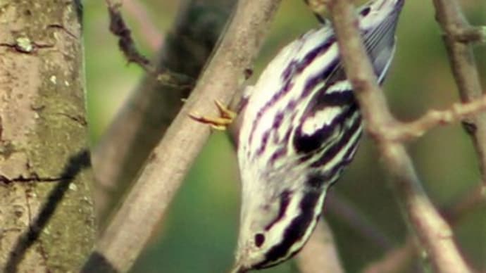 シロクロアメリカムシクイ　BLACK AND WHITE WARBLER