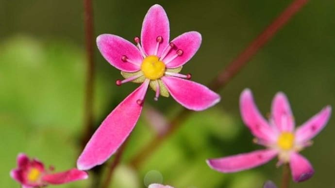 鉢植えの大文字草(7) 「美里」