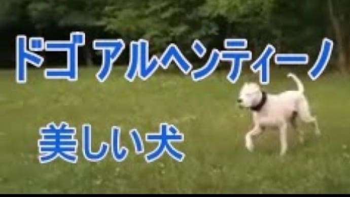 美しい大型犬ドゴアルヘンティーノをご覧ください。