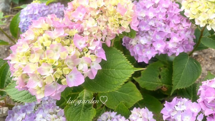 梅雨に入り紫陽花が綺麗です
