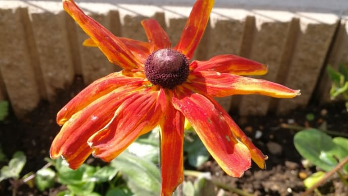 今日の花🌼