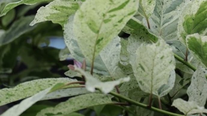 梅雨時は　挿し芽　挿し木がお楽しみ♪・・・「スーパーアリッサム」「チシャの木」など