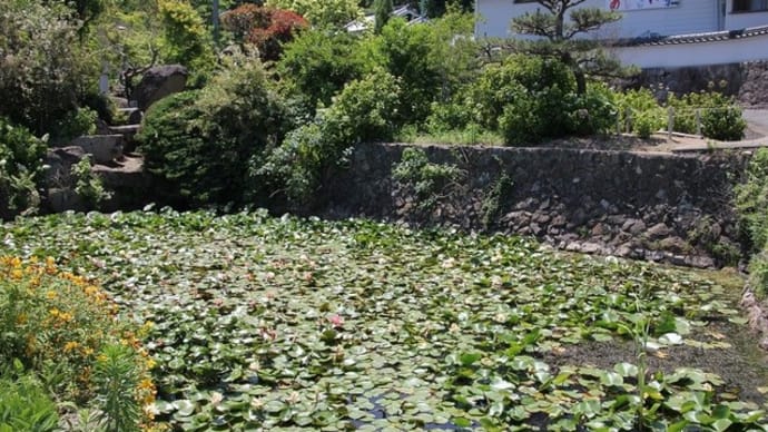 神宮寺(あじさい寺)