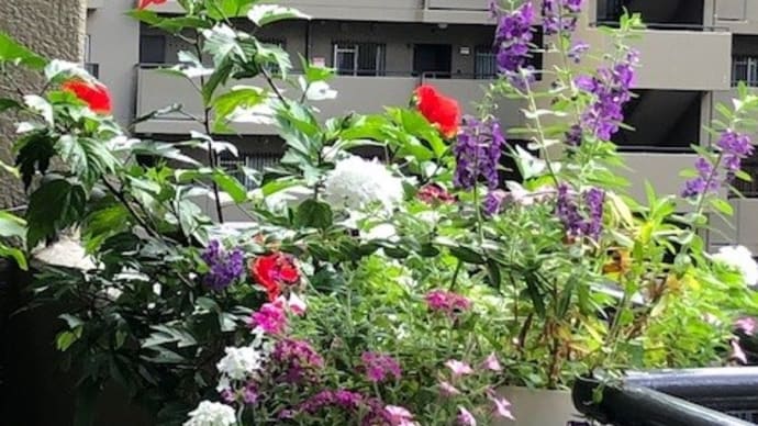 日差しはもう秋を感じます