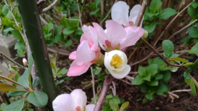 庭の花の続き