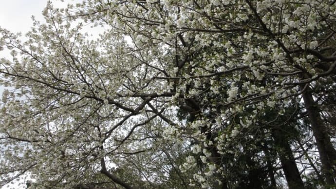 曇りの日・晴れの日の大島桜