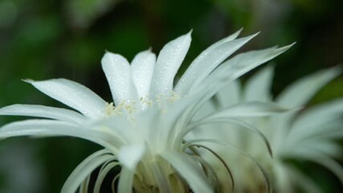 サボテンの花