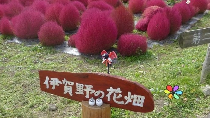 伊賀野の花畑・コキア&笊菊