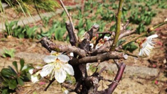 梅の花