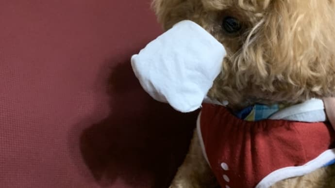 狂犬病予防に、マスク必要ですか?