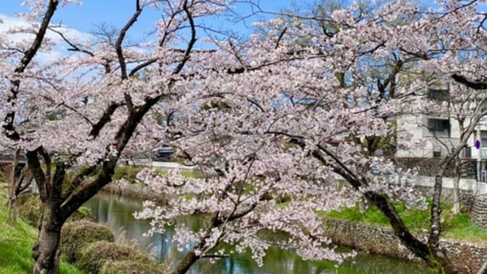 多摩川、羽村の堰付近の桜が満開。(その1)