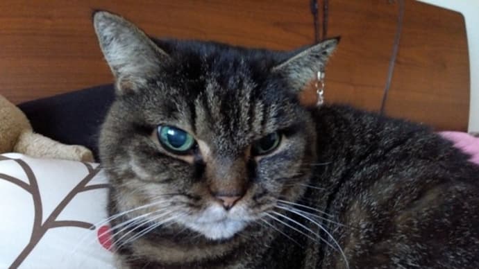 お猫さまでしてよ?