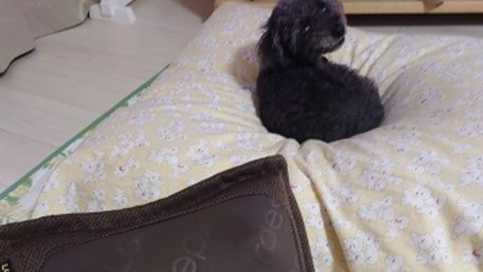 初めてのTVショッピング