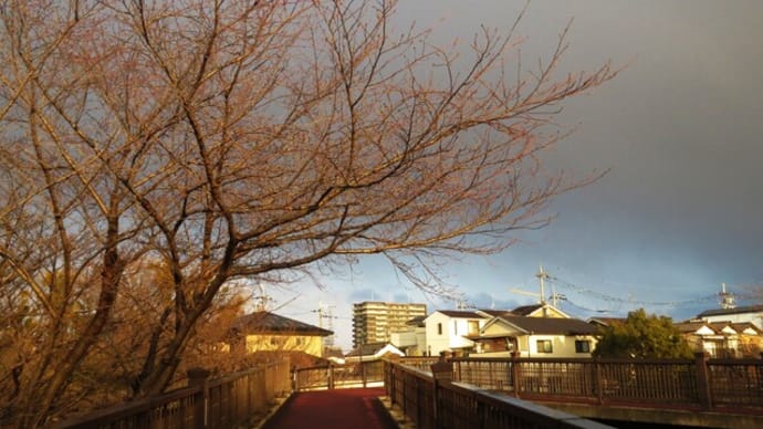 桜はまだ・・・春はいつ来る?