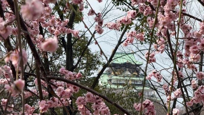 大阪城公園梅林♪