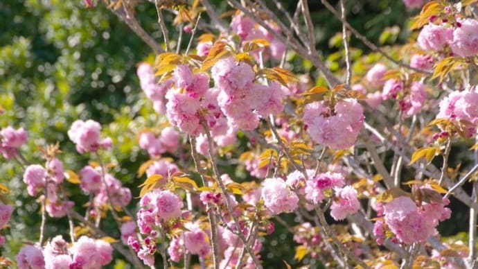 八重咲き桜