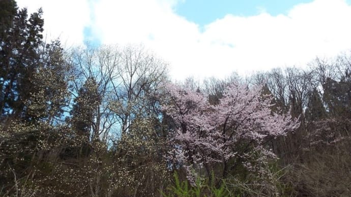 山ワサビの花、山野草 ささ竹の花