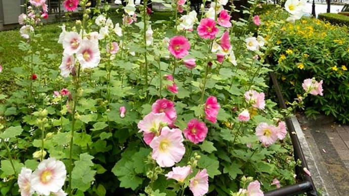 日比谷公園の花々