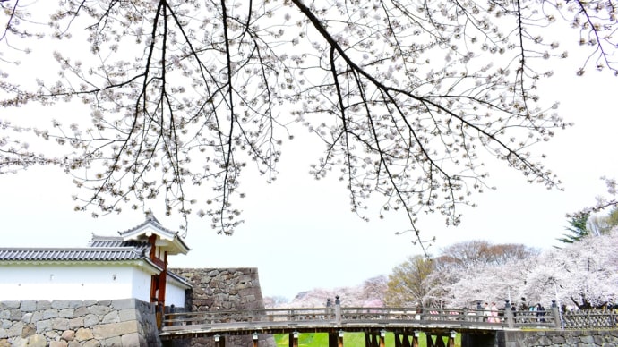 花曇り、桜の城址公園。