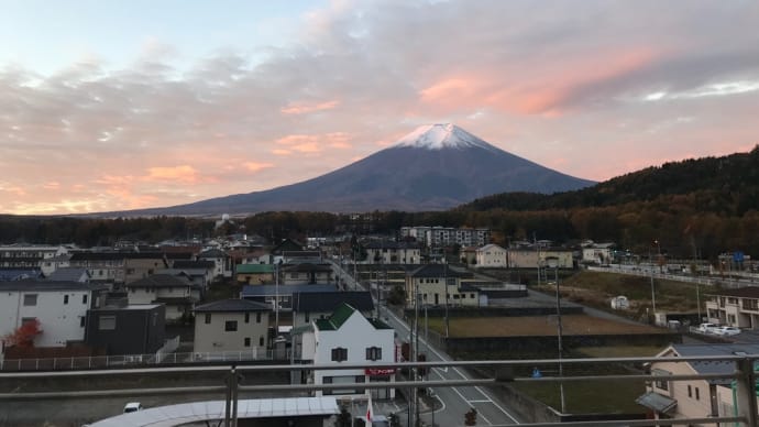 石蕗の花半分咲いてひと休み