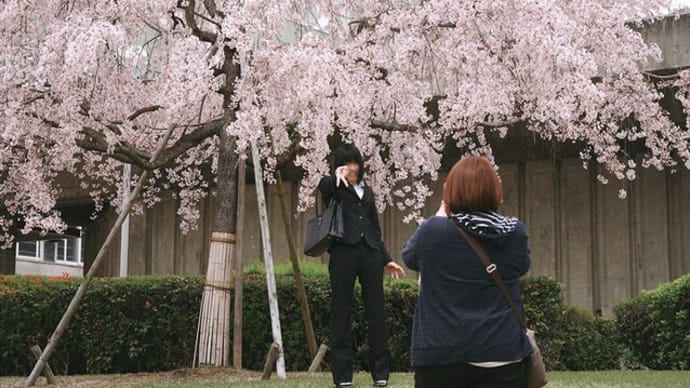 ポカポカ陽気の入学式　満開の桜のもと記念撮影