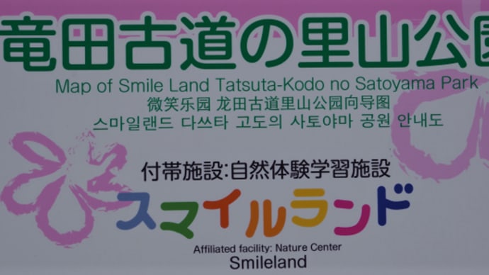 今日もサクラ・龍田古道の里山公園へ