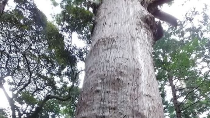 日月神示 発祥 麻賀多神社編 壱 1/4 中矢伸一 岡本天明