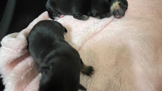 モコの赤ちゃん生後3日目